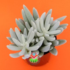 Senecio Haworthii-Çubuk Formlu Bembeyaz Yapraklı-8,5 cm Saksıda