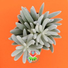 Senecio Haworthii-Çubuk Formlu Bembeyaz Yapraklı-8,5 cm Saksıda