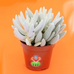 Senecio Haworthii-Çubuk Formlu Bembeyaz Yapraklı-8,5 cm Saksıda