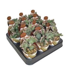 Monvillea Spegazzinii Cristata (Cereus)-5,5 cm Saksıda Nadir Tür Kaktüs