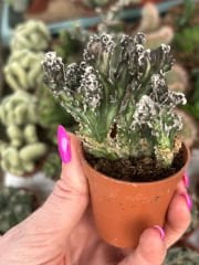 Monvillea Spegazzinii Cristata (Cereus)-5,5 cm Saksıda Nadir Tür Kaktüs