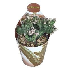Monvillea Spegazzinii Cristata (Cereus)-5,5 cm Saksıda Nadir Tür Kaktüs