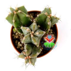 Kaktüs, Lemaireocereus Dumortierii -1 Saksıda 3+ Adet -Gri Renk- 5,5 cm saksıda-Sukulent