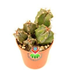Kaktüs, Lemaireocereus Dumortierii -1 Saksıda 3+ Adet -Gri Renk- 5,5 cm saksıda-Sukulent