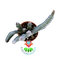Monvillea Spegazzinii Cristata (Cereus)-5,5cm Saksıda Nadir Tür Kaktüs
