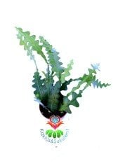 Epiphyllum Anguliger Kılçık Atlas Çiçeği- 8,5 cm Saksıda