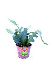 Epiphyllum Anguliger Kılçık Atlas Çiçeği- 8,5 cm Saksıda