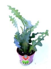 Epiphyllum Anguliger Kılçık Atlas Çiçeği- 8,5 cm Saksıda