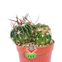 Echinofossulocactus (Stenocactus) Mix.-1 Saksıda 3 Hibrid-5,5 cm Saksıda