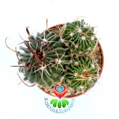 Echinofossulocactus (Stenocactus) Mix.-1 Saksıda 3 Hibrid-5,5 cm Saksıda