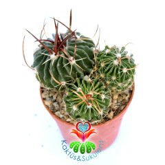 Echinofossulocactus (Stenocactus) Mix.-1 Saksıda 3 Hibrid-5,5 cm Saksıda