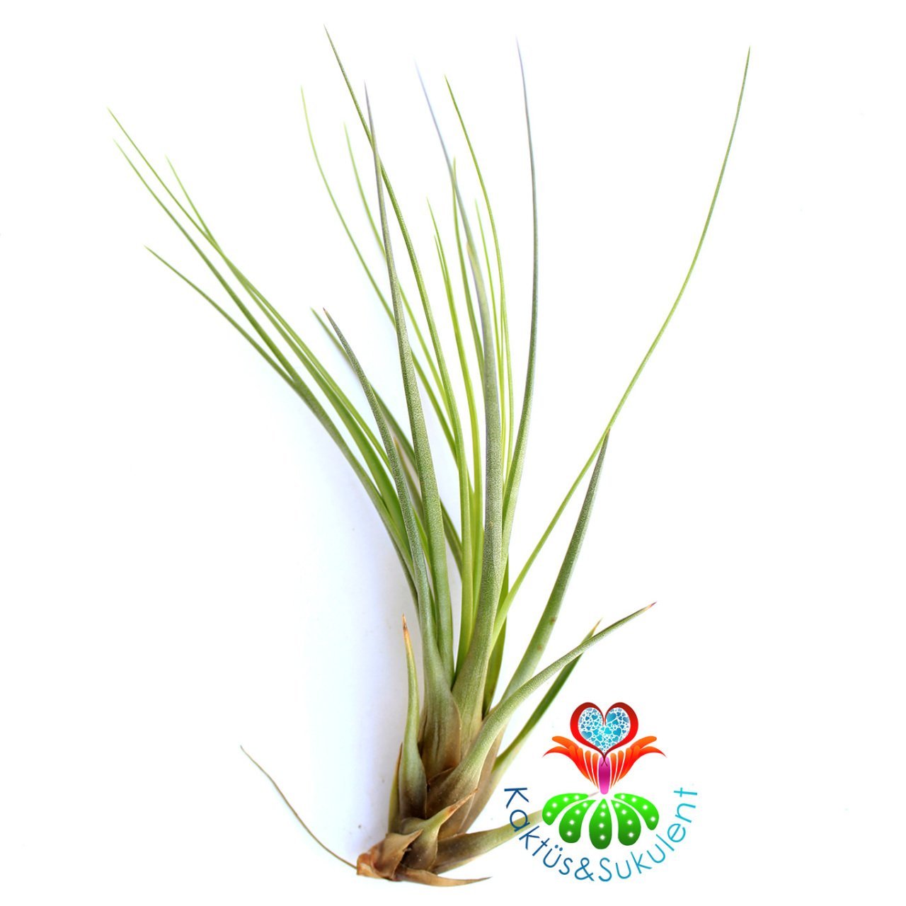 Tillandsia Bartramii - Hava Bitkisi-Köksüz Yaşar-Air Plant-Mükemmel Renkli-15 cm Büyüklükte,Teraryum