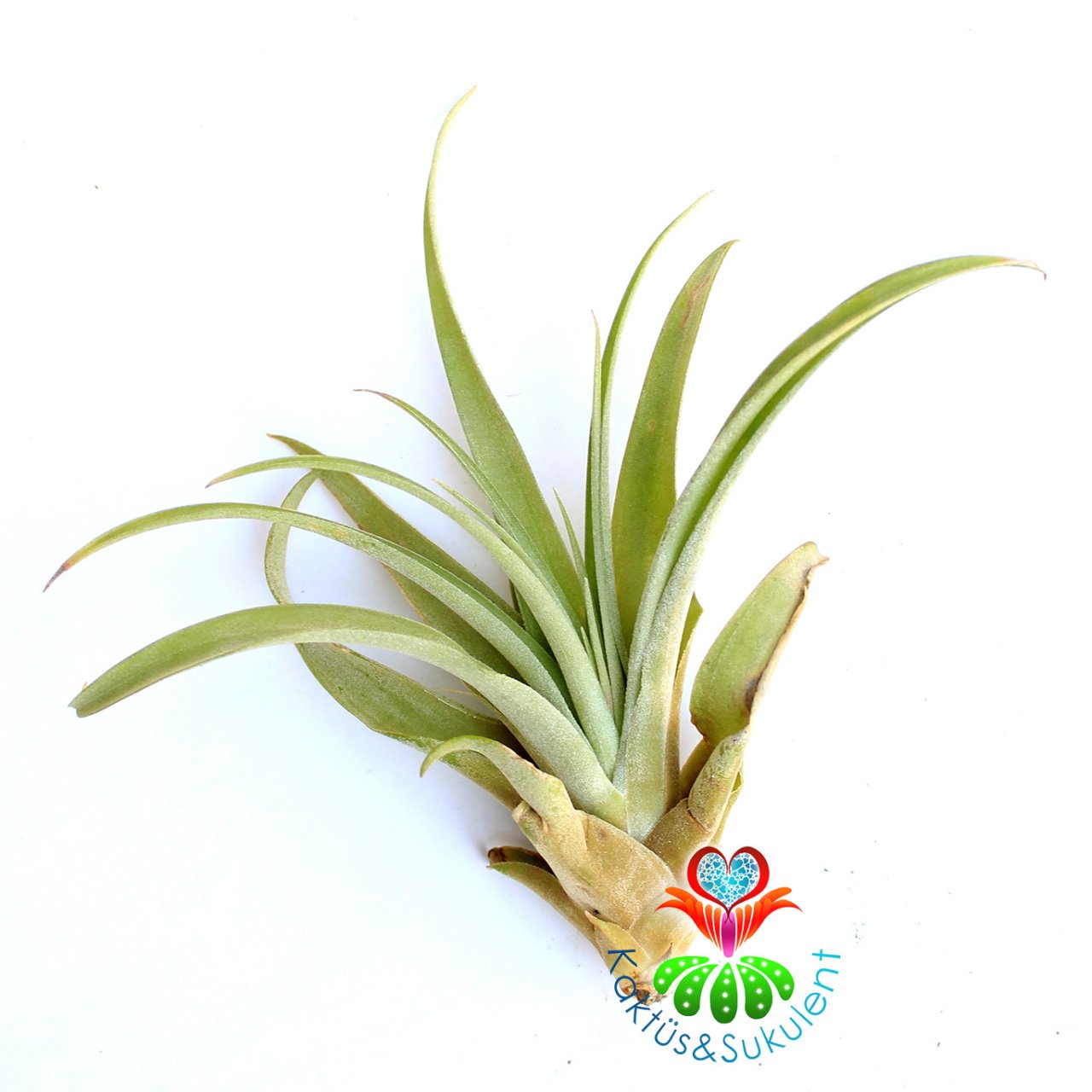 Tillandsia Bergeri - Hava Bitkisi-Köksüz Yaşar-Air Plant-Mükemmel Renkli-7 cm Büyüklükte,Teraryum