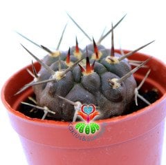 Gymnocalycium Piltziorum Nadir Tür 5,5 cm Saksıda Kaktüs