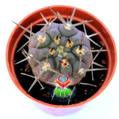 Gymnocalycium Piltziorum Nadir Tür 5,5 cm Saksıda Kaktüs
