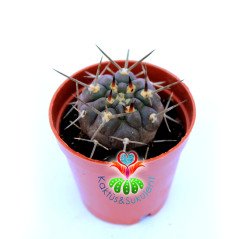 Gymnocalycium Piltziorum Nadir Tür 5,5 cm Saksıda Kaktüs