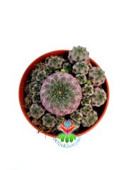 Sulcorebutia Rauschii Violacidermis-5,5 cm Saksıda-Doğal Parlak Fuşya Renk