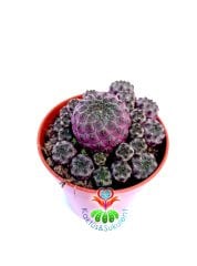 Sulcorebutia Rauschii Violacidermis-5,5 cm Saksıda-Doğal Parlak Fuşya Renk