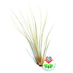 Tillandsia Juncea - Hava Bitkisi-Köksüz Yaşar-Air Plant-Mükemmel Renkli-15 cm Büyüklükte,Teraryum