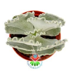 Adromischus Undulatus-Beyaz Kıvırcık Uçlu Yapraklı Sukulent-8,5cm Saksıda