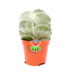 Adromischus Undulatus-Beyaz Kıvırcık Uçlu Yapraklı Sukulent-8,5cm Saksıda