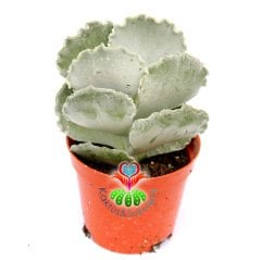 Adromischus Undulatus-Beyaz Kıvırcık Uçlu Yapraklı Sukulent-8,5cm Saksıda