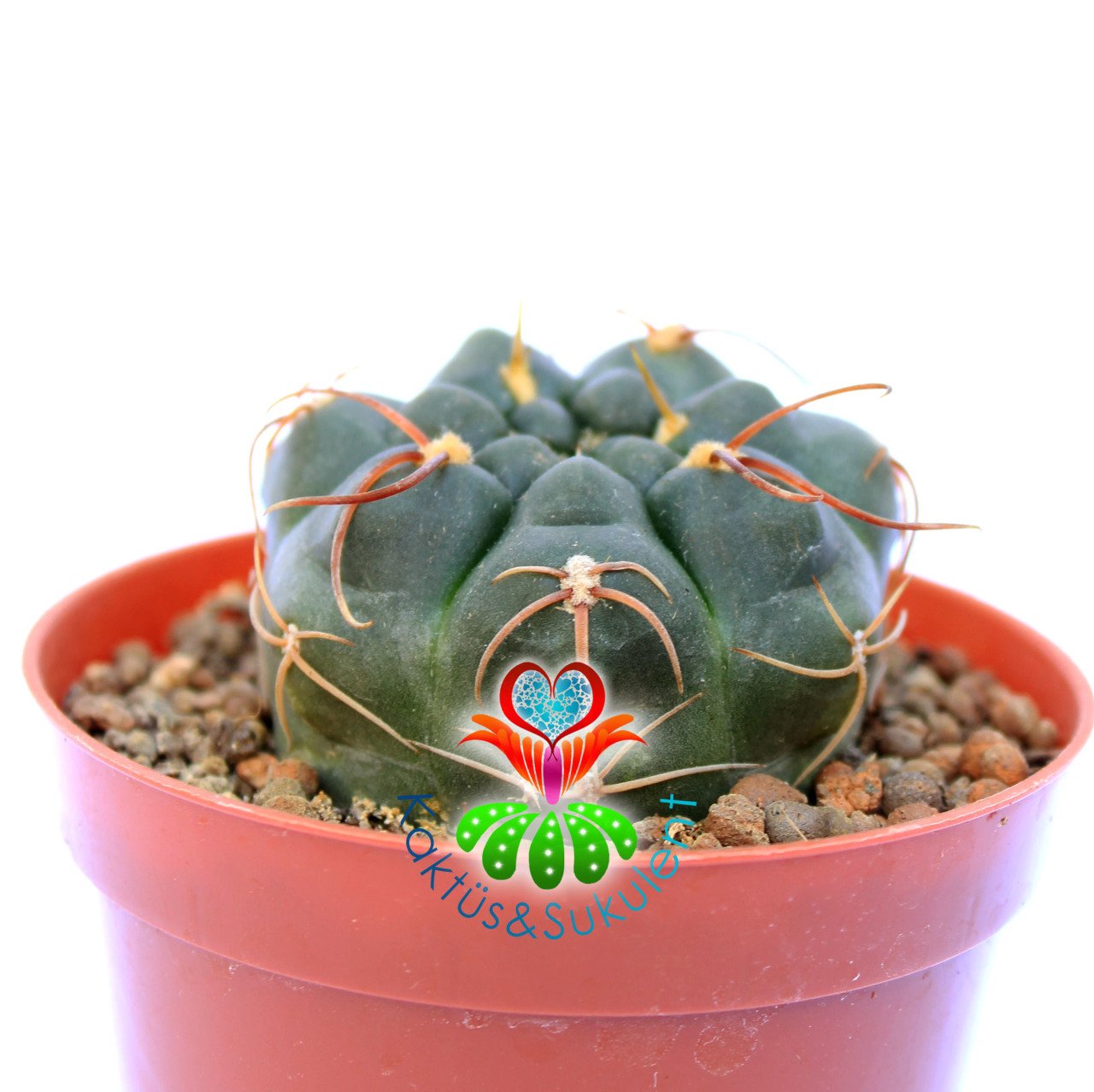 Gymnocalycium Angelae 8 cm Saksıda Nadir Tür Kaktüs