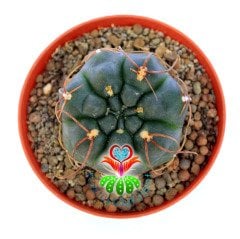 Gymnocalycium Angelae 8 cm Saksıda Nadir Tür Kaktüs
