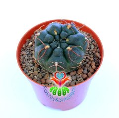 Gymnocalycium Angelae 8 cm Saksıda Nadir Tür Kaktüs