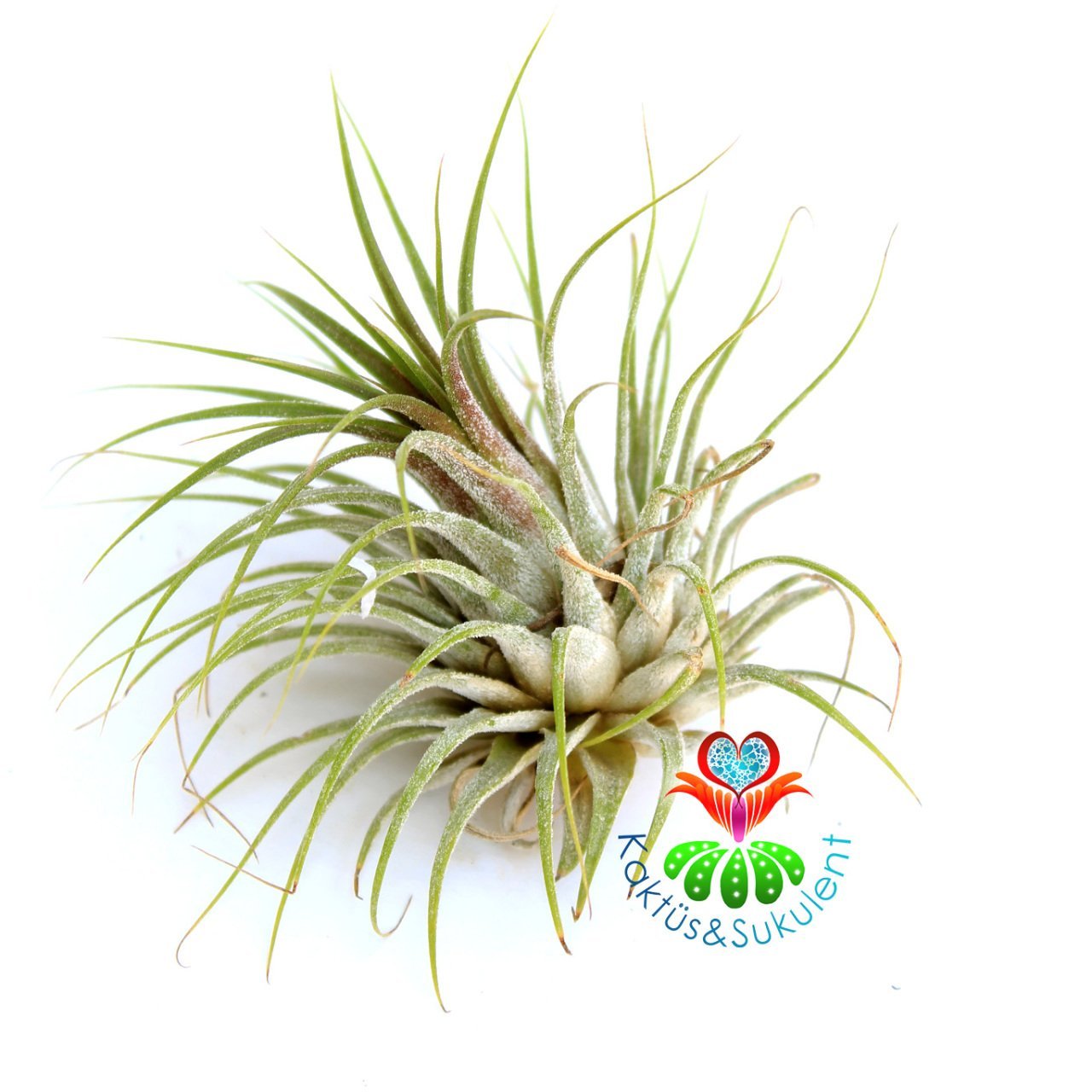 Tillandsia Harrisii - Hava Bitkisi-Köksüz Yaşar-Air Plant-Mükemmel Renkli-7 cm Büyüklükte,Teraryum