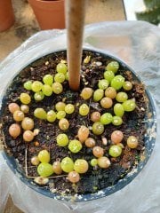 20 Adet Kaktüs Tohumu ''Astrophytum Asterias Mix Karışık'' Tohum
