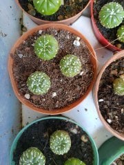 20 Adet Kaktüs Tohumu ''Astrophytum Asterias Mix Karışık'' Tohum