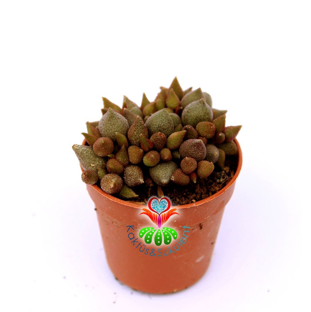 Adromischus Little Spheroid-Sıradışı Bordo Yapraklı Özel Tür Sukulent-5,5 cm Saksıda