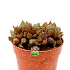 Adromischus Little Spheroid-Sıradışı Bordo Yapraklı Özel Tür Sukulent-5,5 cm Saksıda