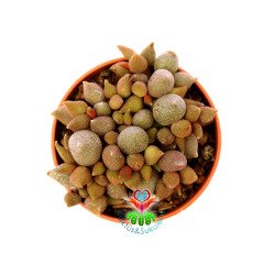 Adromischus Little Spheroid-Sıradışı Bordo Yapraklı Özel Tür Sukulent-5,5 cm Saksıda