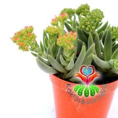 Crassula Mesembryanthemoides-8,5 cm Saksıda-Gri Renk Sukulent