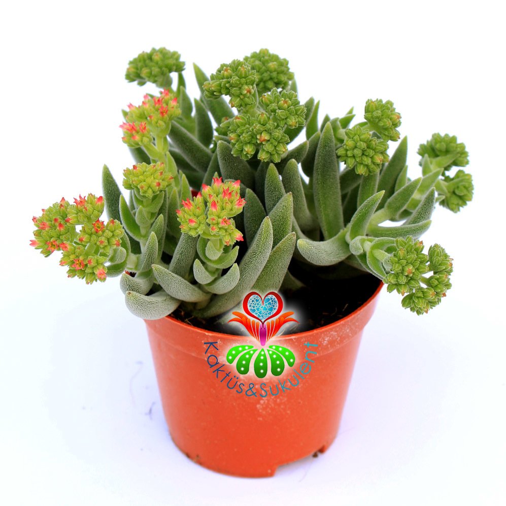 Crassula Mesembryanthemoides-8,5 cm Saksıda-Gri Renk Sukulent