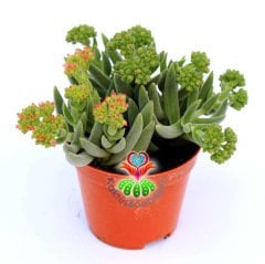 Crassula Mesembryanthemoides-8,5 cm Saksıda-Gri Renk Sukulent