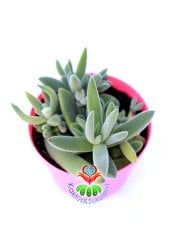Crassula Mesembryanthemoides-8,5 cm Saksıda-Gri Renk Sukulent