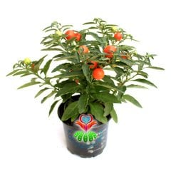 Kudüs Kirazı, Solanum Pseudocapsicum -Meyveli Halde-12 cm saksıda-Teraryum, Sukulent, Kaktüs