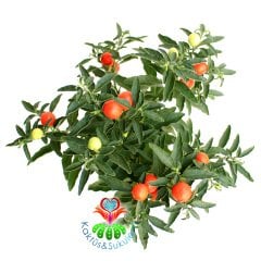 Kudüs Kirazı, Solanum Pseudocapsicum -Meyveli Halde-12 cm saksıda-Teraryum, Sukulent, Kaktüs
