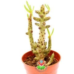 Tylecodon Buchholzianus Nadir ve Dayanıklı Tür  5,5 cm saksıda Bataklık Bitkisi