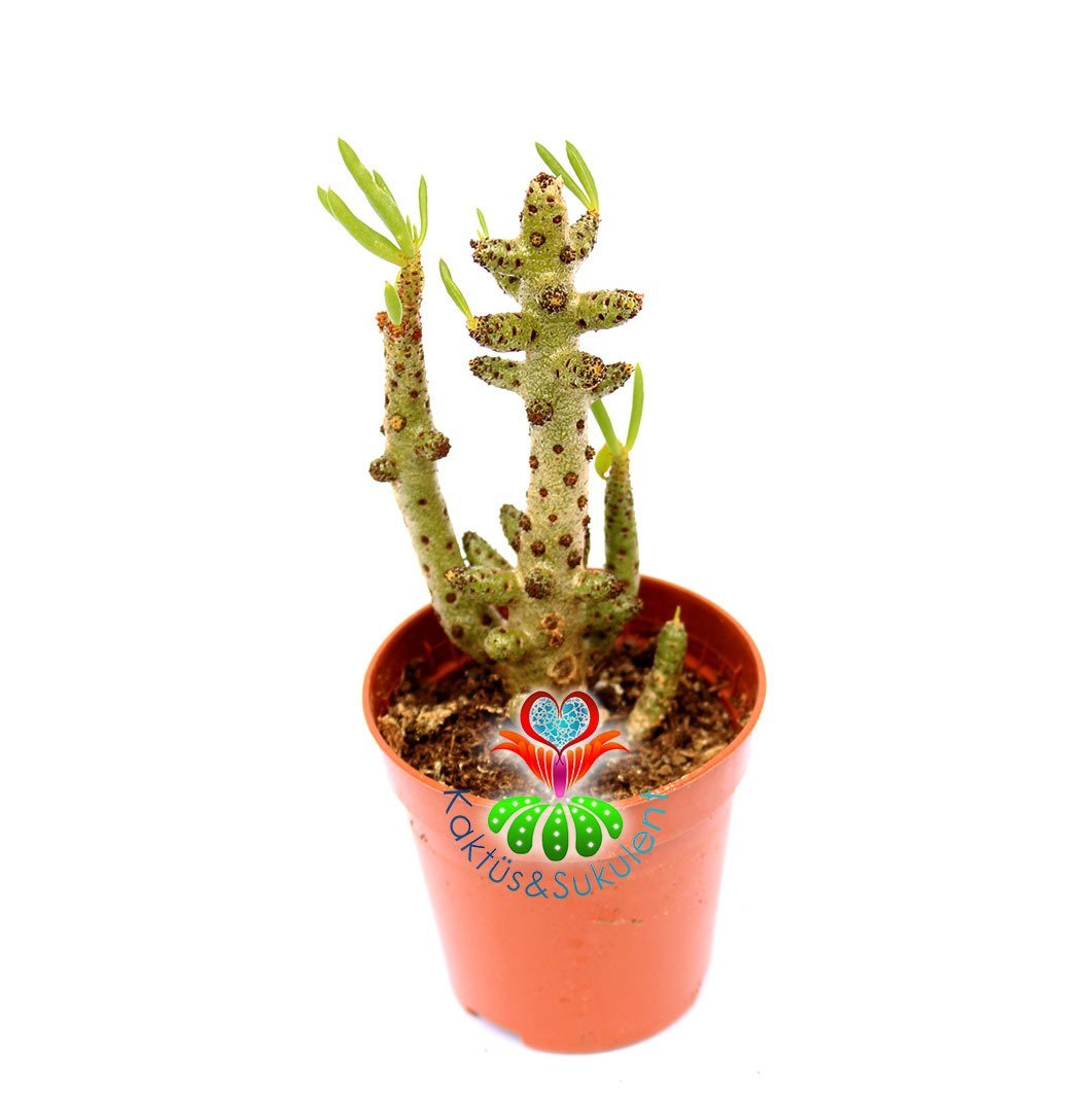 Tylecodon Buchholzianus Nadir ve Dayanıklı Tür  5,5 cm saksıda Bataklık Bitkisi