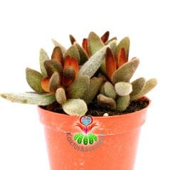 Kalanchoe Tomentosa 'Cinnamon'-Kahverengi Renk Tüylü Sukulent-8,5 cm Saksıda