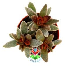 Kalanchoe Tomentosa 'Cinnamon'-Kahverengi Renk Tüylü Sukulent-8,5 cm Saksıda