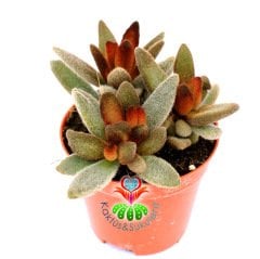 Kalanchoe Tomentosa 'Cinnamon'-Kahverengi Renk Tüylü Sukulent-8,5 cm Saksıda