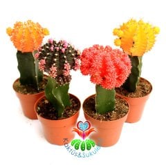 Dev Aşılı Kaktüs-Gymnocalycium Mihanovichii Hibotan-4 Farklı Renk Seçeneği -8,5 cm saksıda-Teraryum