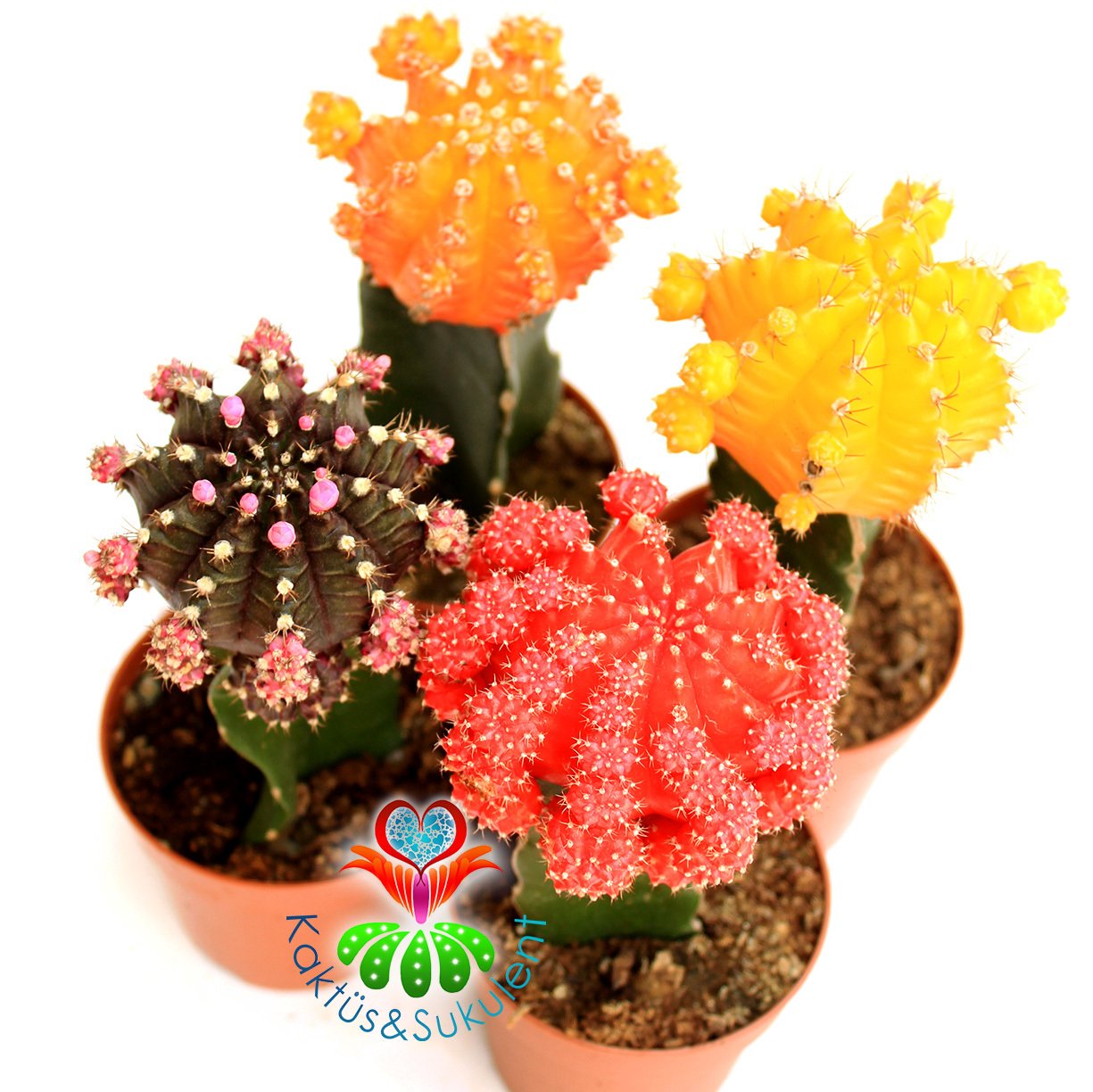 Dev Aşılı Kaktüs-Gymnocalycium Mihanovichii Hibotan-4 Farklı Renk Seçeneği -8,5 cm saksıda-Teraryum