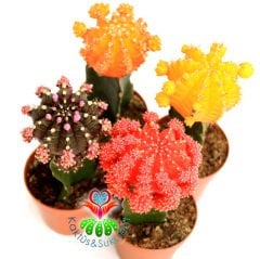 Dev Aşılı Kaktüs-Gymnocalycium Mihanovichii Hibotan-4 Farklı Renk Seçeneği -8,5 cm saksıda-Teraryum