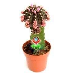 Dev Aşılı Kaktüs-Gymnocalycium Mihanovichii Hibotan-4 Farklı Renk Seçeneği -8,5 cm saksıda-Teraryum